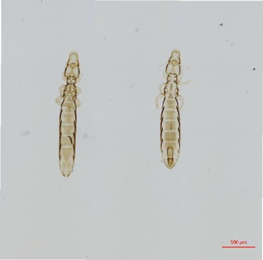 Quadraceps hiaticulae Fabricius, 1780 - 010687316__2017_08_10-Scene-1-ScanRegion0