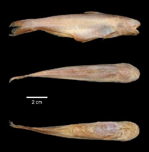 Cetopsis chalmersi Norman, 1926 - 1925.1.12.2-3a; Cetopsis chalmersi; type; ACSI Project image