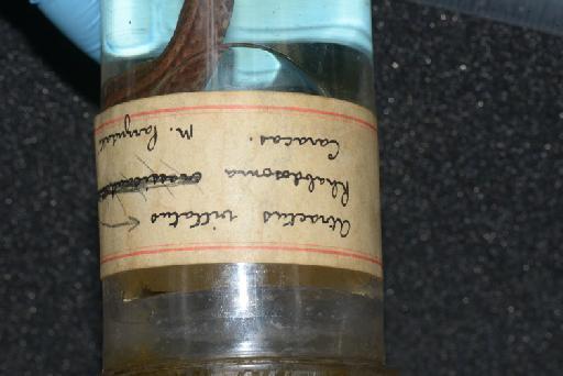Atractus vittatus Boulenger, 1894 - Image of specimen 1946.1.6.47