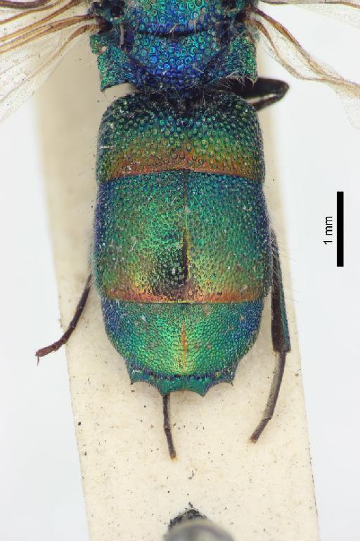 Chrysis sandaracata Bingham, C.T., 1903 - Chrysis_sandaracata-BMNH(E)#970888_type-distal-2X