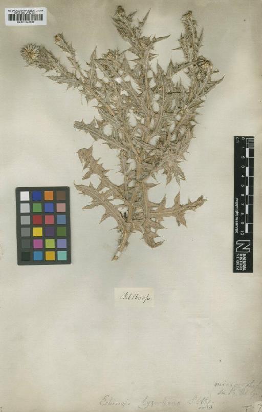 Echinops microcephalus Sibth. & Sm. - BM001042996
