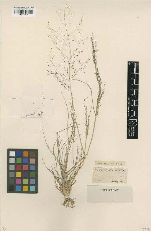 Eragrostis pilosa (L.) P.Beauv. - BM001134174