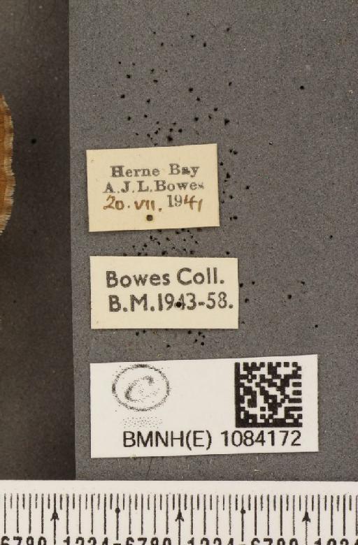 Pyronia tithonus britanniae (Verity, 1914) - BMNHE_1084172_label_53296