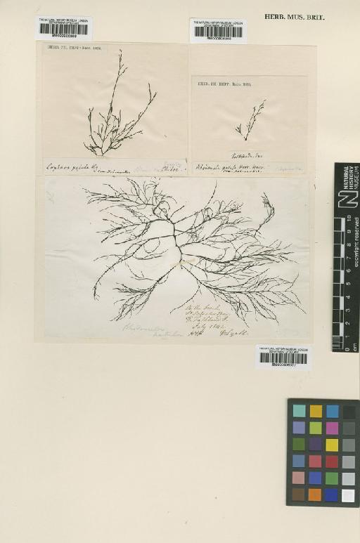 Lophurella patula (Hook.f. & Harv.) De Toni - BM000936305