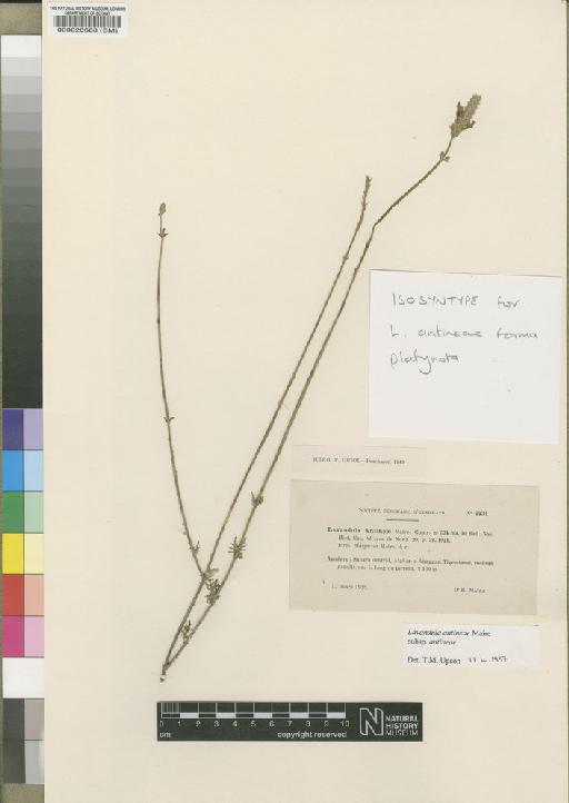 Lavandula antineae subsp. antineae Maire - BM000020668