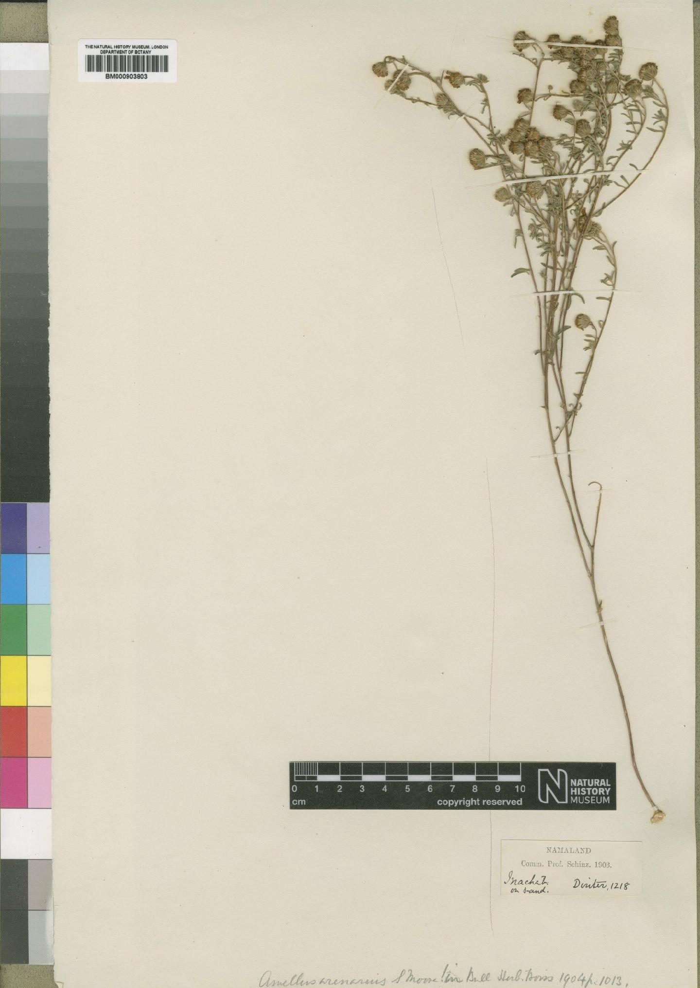To NHMUK collection (Amellus arenarius Moore; Type; NHMUK:ecatalogue:4528770)