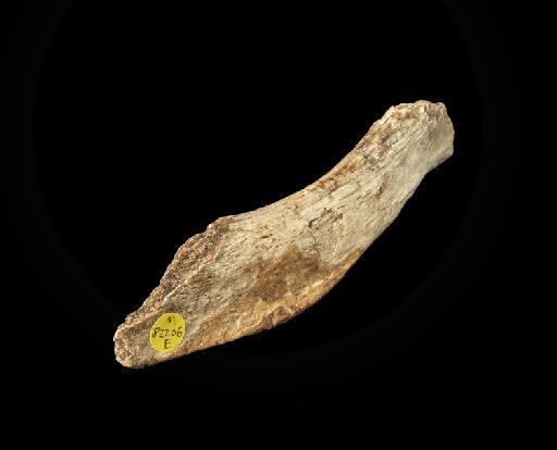 Scelidotherium leptocephalum Owen, 1840 - NHMUK PV M 82206 E (18).tif