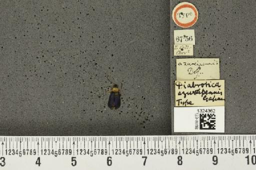 Paratriarius azureipennis (Gahan, 1891) - BMNHE_1324362_21570