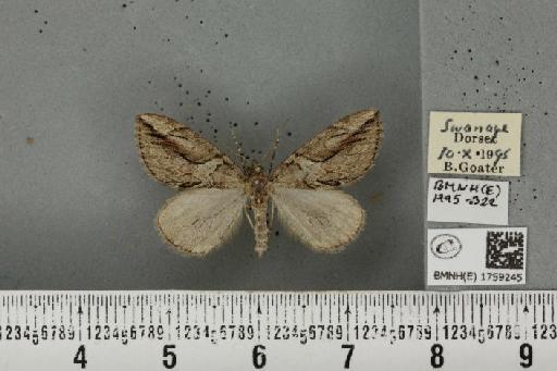 Thera cupressata (Geyer, 1831) - BMNHE_1759245_355739