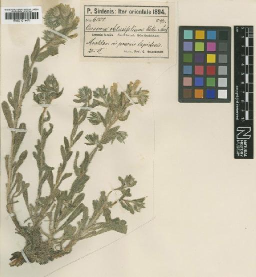 Onosma obtusifolia Sint. ex Hausskn. & Riedl - BM001014471