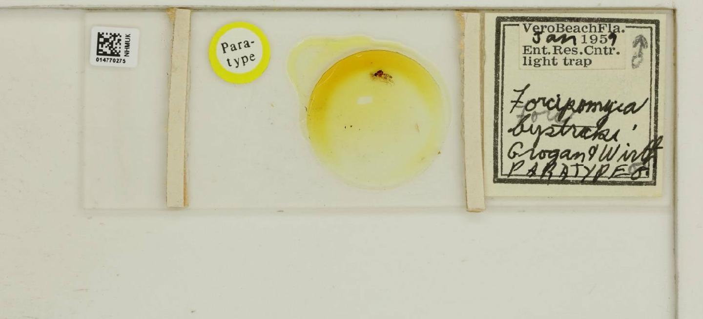 Forcipomyia bystraki thumbnail