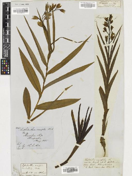 Cephalanthera longifolia (L.) Fritsch - BM000955061