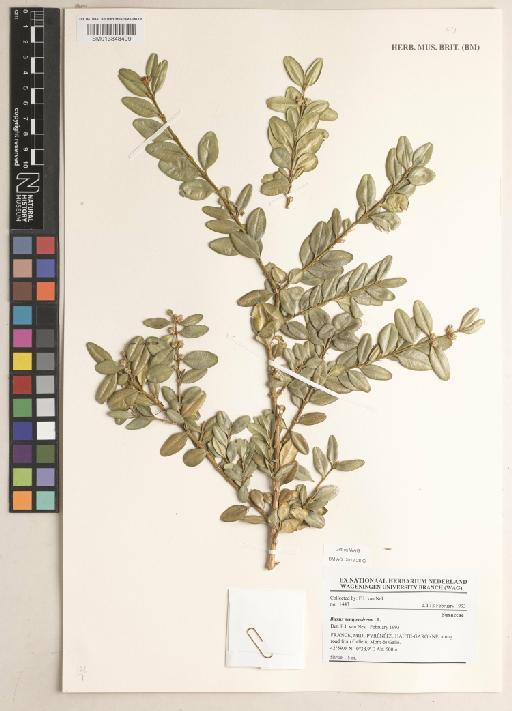 Buxus sempervirens L. - 013848409