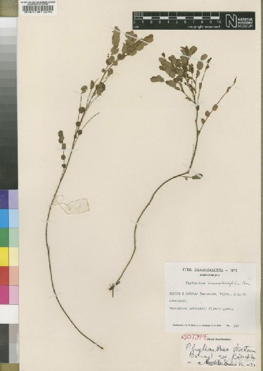 Phyllanthus tsetserrae - BM000017287