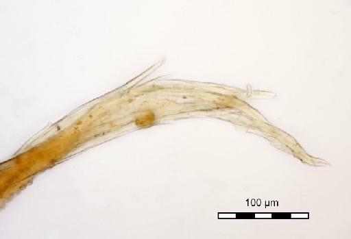 Syrrhopodon platycerii Mitt. - Syrrhopodon platycerii_BM000918845tip.jpg