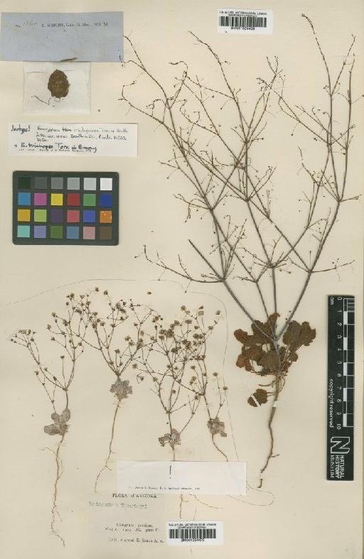 Eriogonum trichopes Torr. - BM001024469