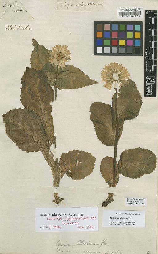 Doronicum altaicum Pall. - BM000059462