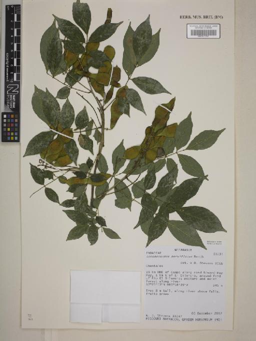 Lonchocarpus parviflorus Benth. - BM001172257