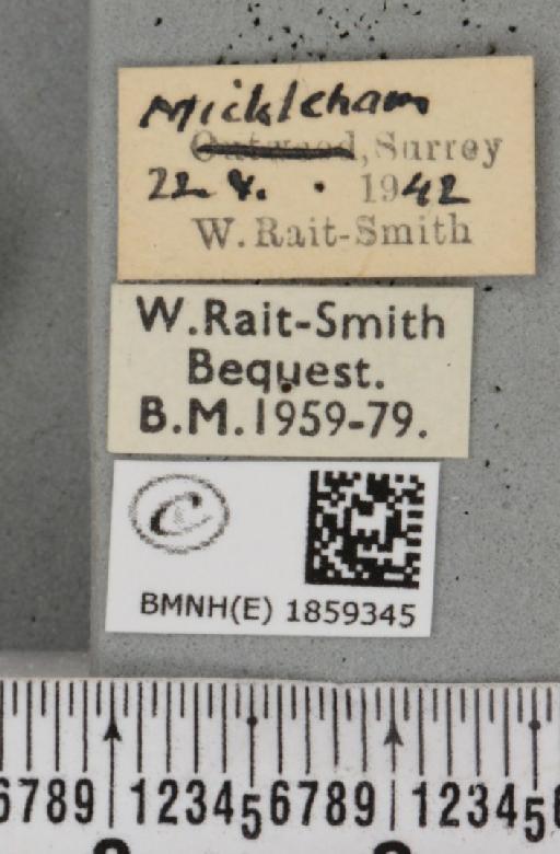 Pseudopanthera macularia ab. xantholeuca Bubaçek, 1926 - BMNHE_1859345_label_429756