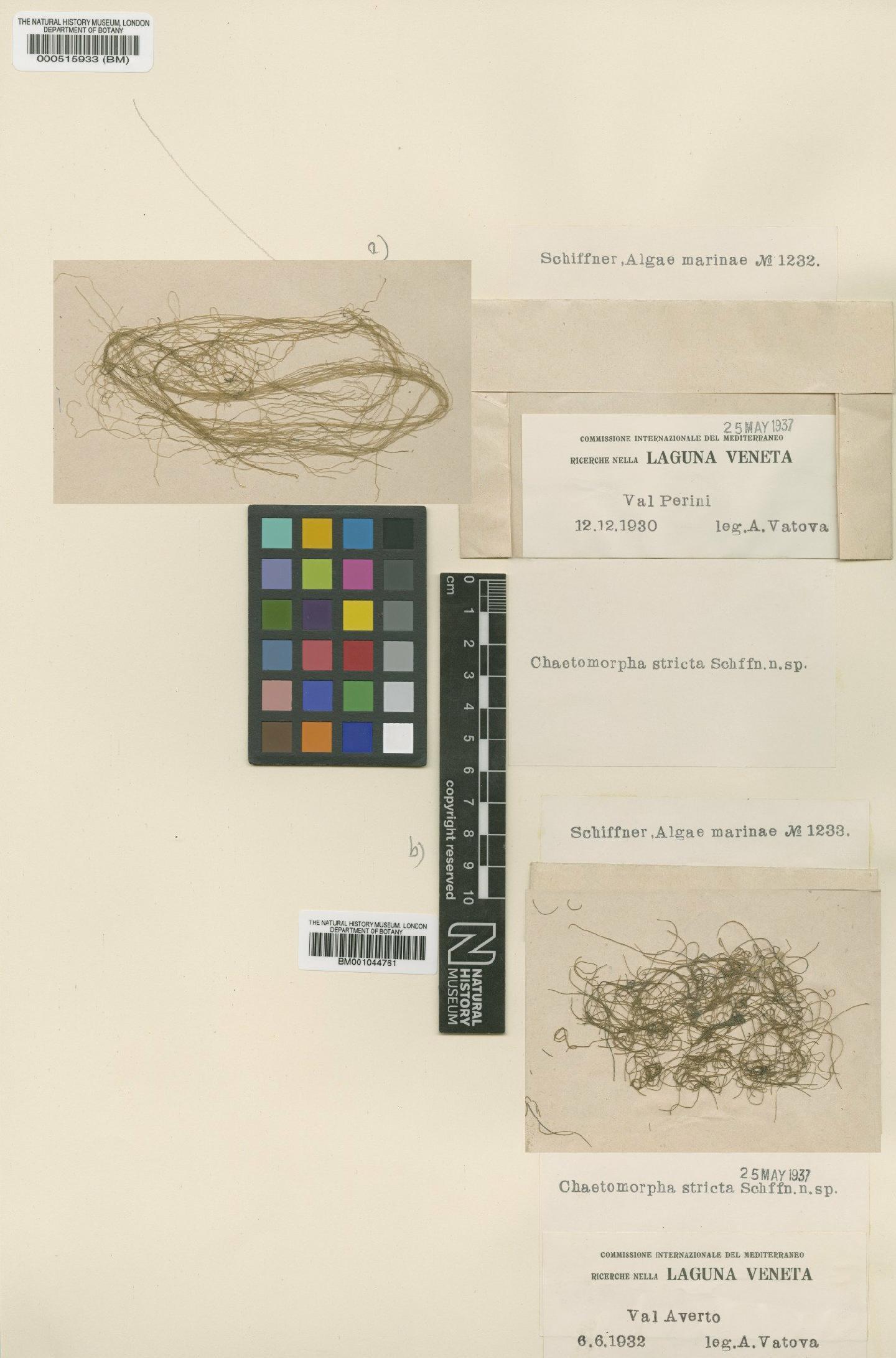 To NHMUK collection (Chaetomorpha stricta Schiffn.; TYPE; NHMUK:ecatalogue:689579)