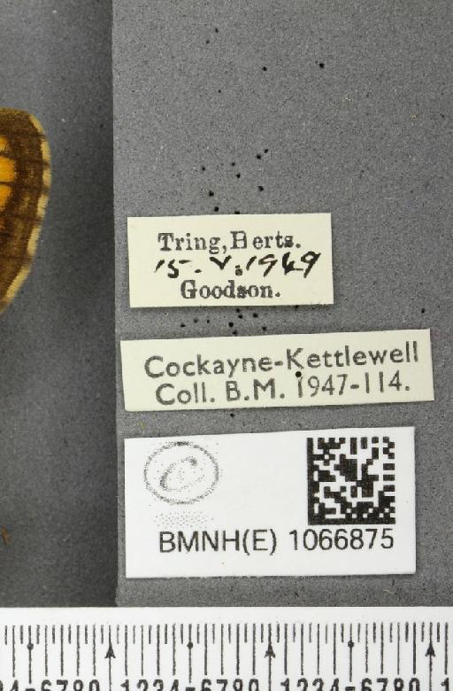 Lasiommata megera ab. biocellata Lempke, 1947 - BMNHE_1066875_label_28582