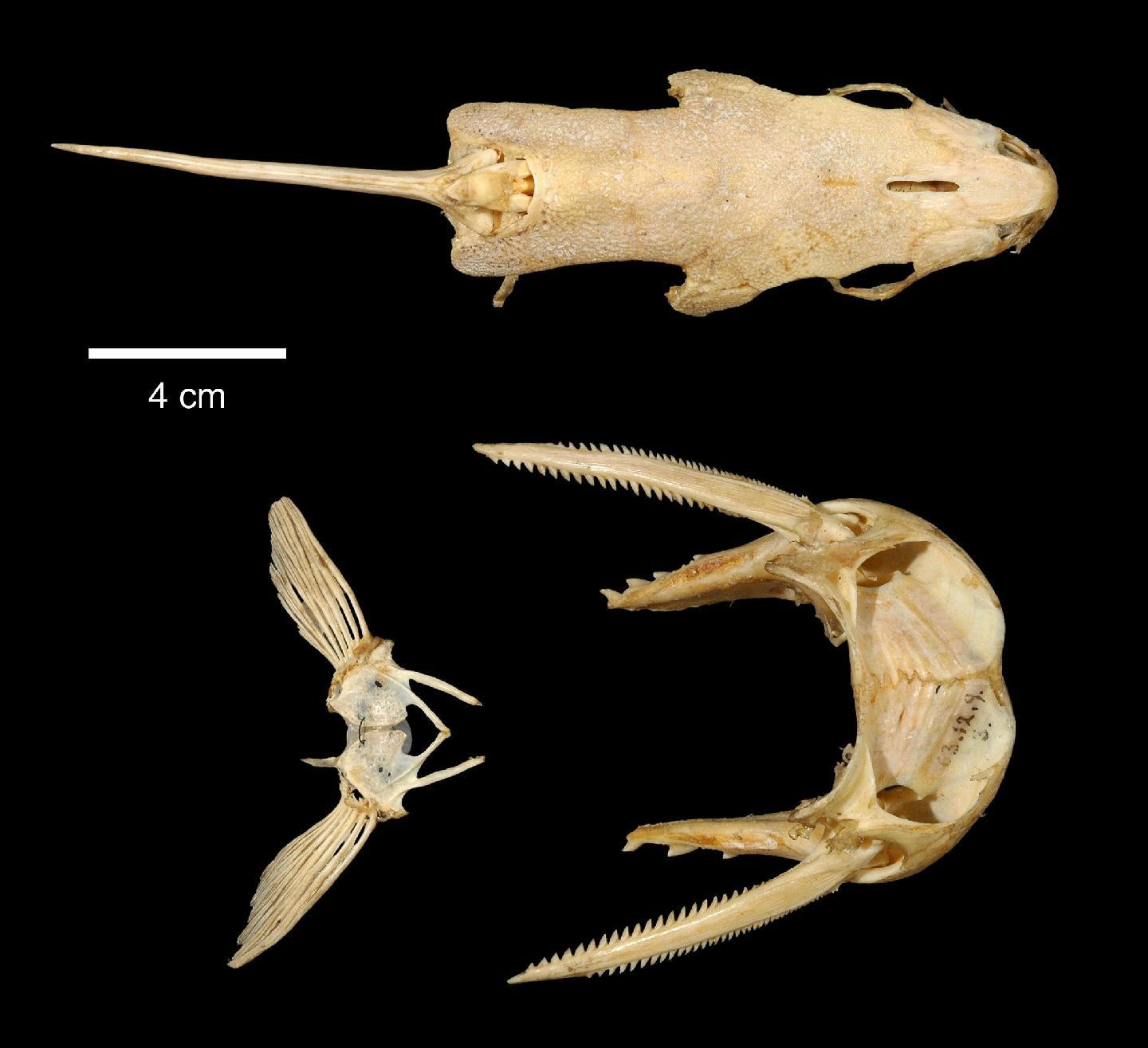 To NHMUK collection (Synodontis omias Günther, 1864; HOLOTYPE; NHMUK:ecatalogue:2595533)