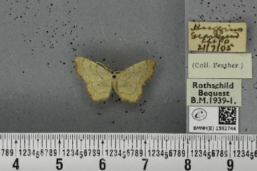 Idaea emarginata (Linnaeus, 1758) - BMNHE_1592744_266535