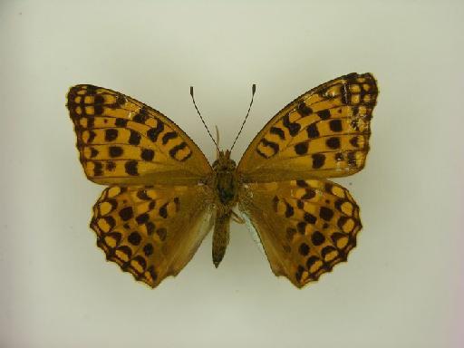 Fabriciana pallescens Butler - BMNH(E) 1054505 Argynnis pallecens TYPE female dorsal