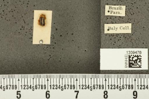 Acalymma bivittulum amazonum Bechyné, 1958 - BMNHE_1339478_20517