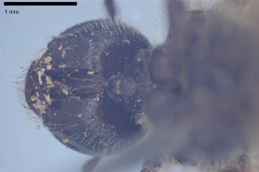 Melitta punctulata Kirby, 1802 - 013380583-NHMUK-Melitta_punctulata-holotype-female-head-ventral-4_0x