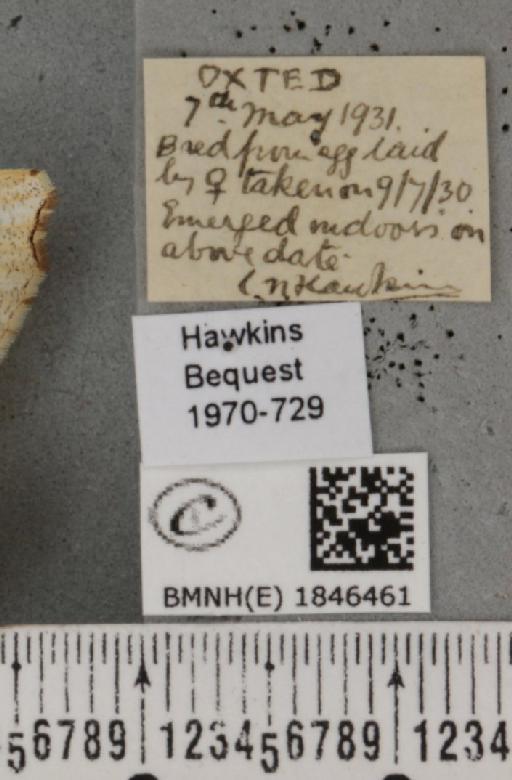 Macaria notata (Linnaeus, 1758) - BMNHE_1846461_label_420495