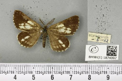 Bupalus piniaria (Linnaeus, 1758) - BMNHE_1874097_493918