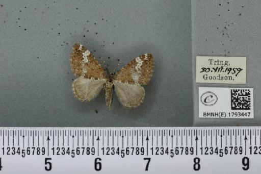 Perizoma alchemillata (Linnaeus, 1758) - BMNHE_1793447_370526