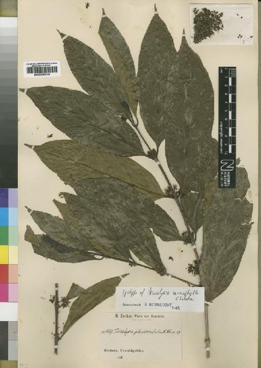 Tricalysia macrophylla Schum - BM000903145