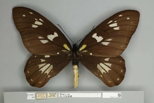 Ornithoptera victoriae regis Rothschild, 1895 - 013602537__