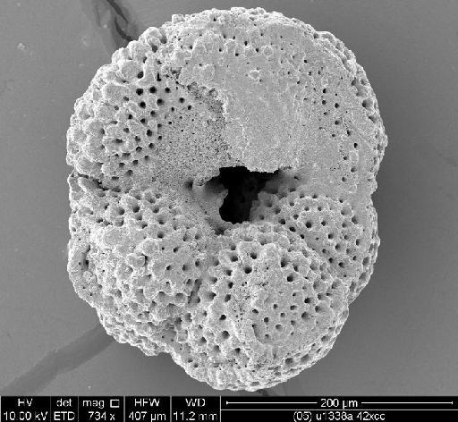 Dentoglobigerina  juxtabinaiensis Fox and Wade, 2013 - PF70873_Fig 6.5 u1338a 42xcc.tif