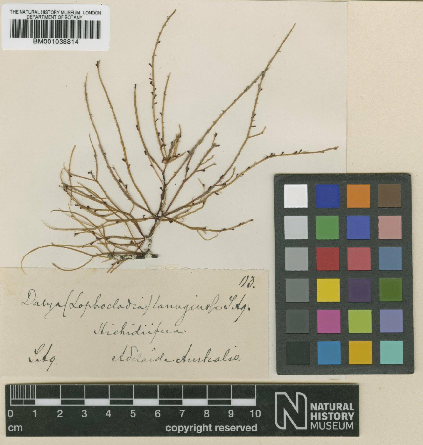 To NHMUK collection (Doxodasya lanuginosa (J.Agardh) Falkenb.; TYPE; NHMUK:ecatalogue:663494)