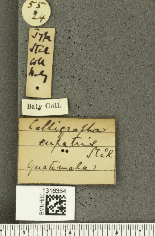 Calligrapha eupatris Stål, 1860 - BMNHE_1316354_label_16680