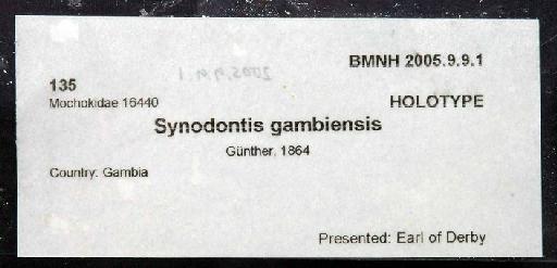 Synodontis gambiensis Günther, 1864 - 2005.9.9.1; Synodontis gambiensis; image of jar label; ACSI project image