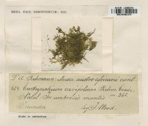 Microthamnium cavifolium Dixon - BM000850276