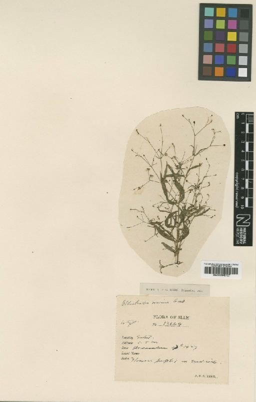Oldenlandia viarum Craib - BM000945127