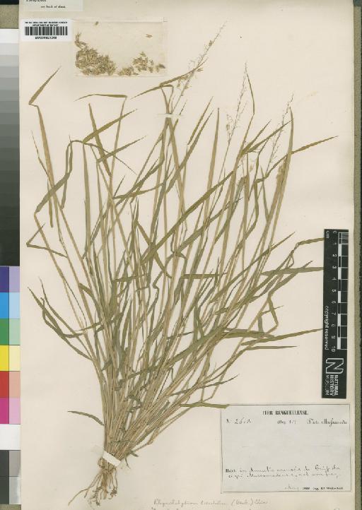 Melinis repens subsp. grandiflora (Hochst.) Zizka - BM000923269