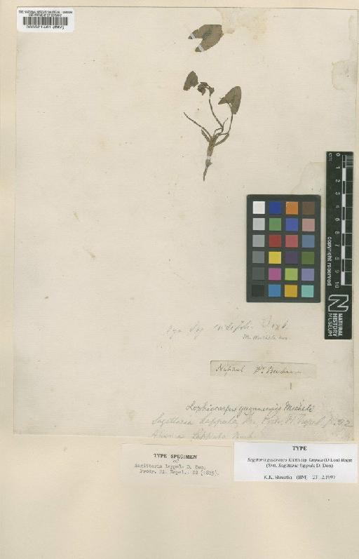 Sagittaria guyanensis subsp. lappula (D.Don) Bogin - BM000521461