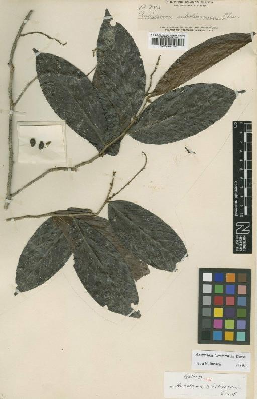 Antidesma tomentosum Blume - BM000951376