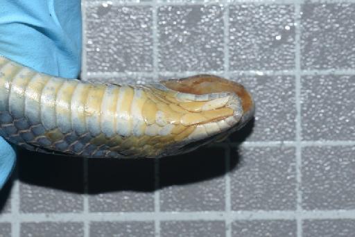 Liophis jaegeri - Image of specimen 1946.1.9.12 also registered as 1842.6.20.55