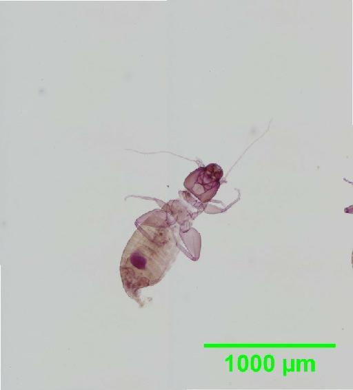 Liposcelis pubescens Broadhead & Richards, 1947 - 010150944__2016_03_17_s3