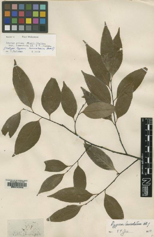 Prunus grisea var. tormentosa (Koord. & Valeton) Kalkman - BM000622050