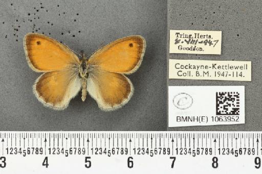 Coenonympha pamphilus ab. rufa Leeds, 1950 - BMNHE_1063952_25118