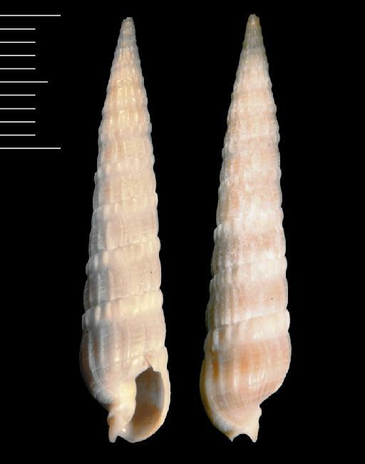 Terebra (Myurella) rufocinerea Carpenter, 1857 - 1979156/1