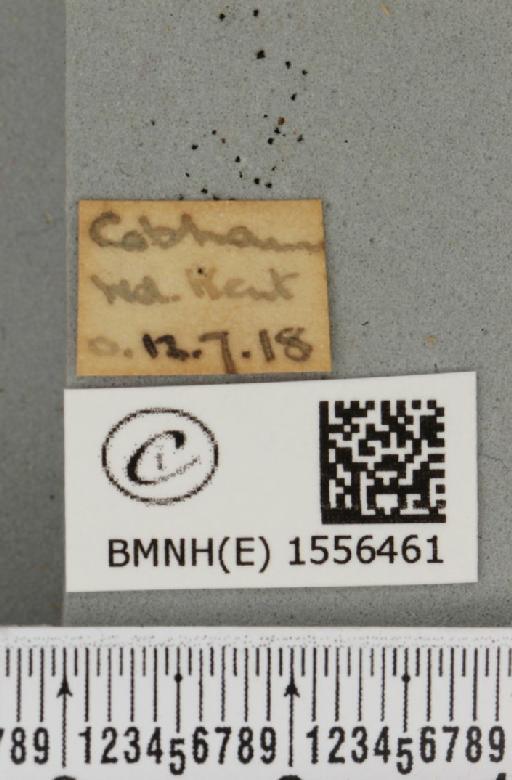 Orgyia antiqua (Linnaeus, 1758) - BMNHE_1556461_label_256270